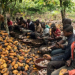 Barna i kakaoplantasjen. Foto: mosaiqueguinee.com