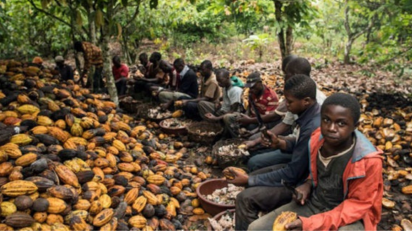 Barna i kakaoplantasjen. Foto: mosaiqueguinee.com